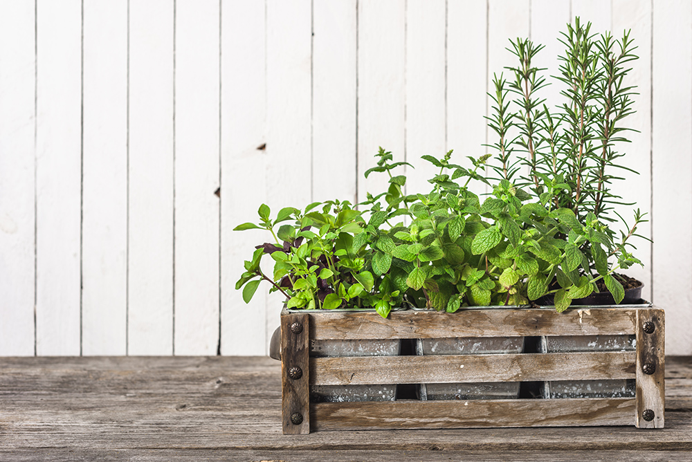 Fresh herb from the garden growing in wooden box, basil, mint and rosemary. Herbs on wooden white background.