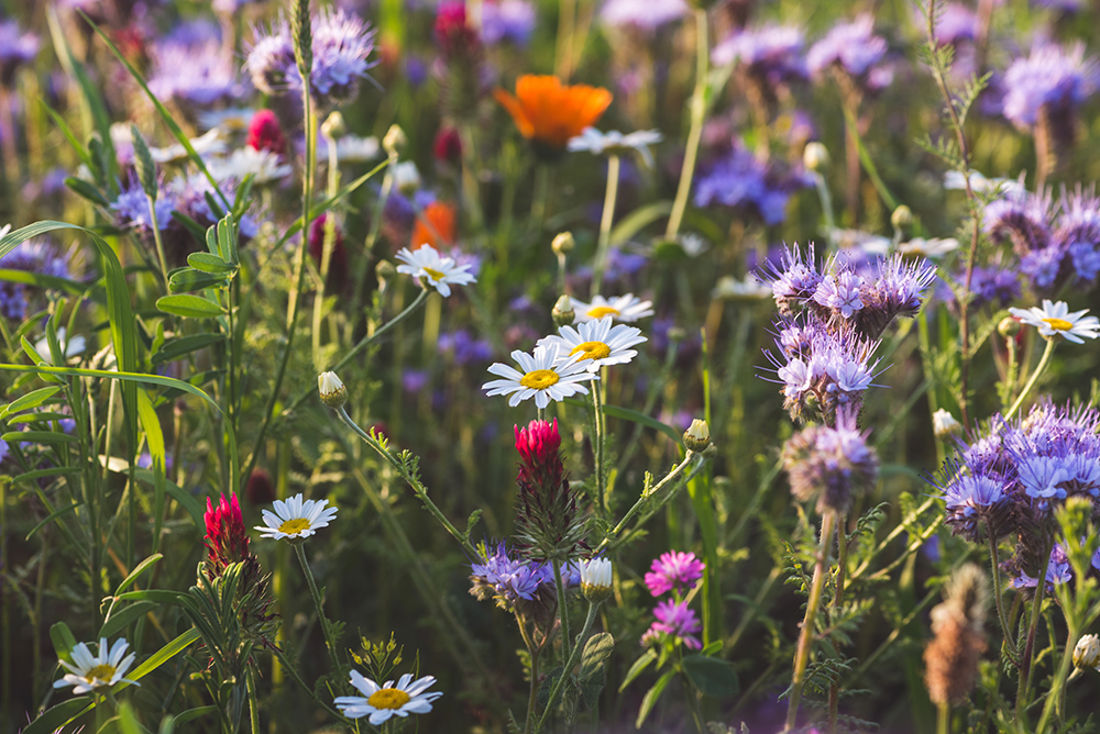 Colourful flowering herb meadow with purple blooming phacelia, orange calendula officinalis and wild chamomile.